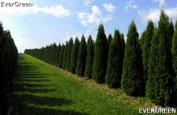 Туи колумна