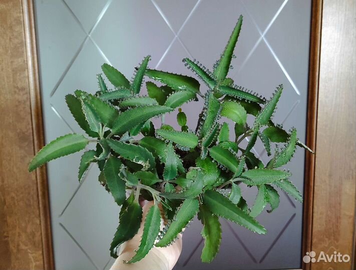 Каланхоэ, алоэ