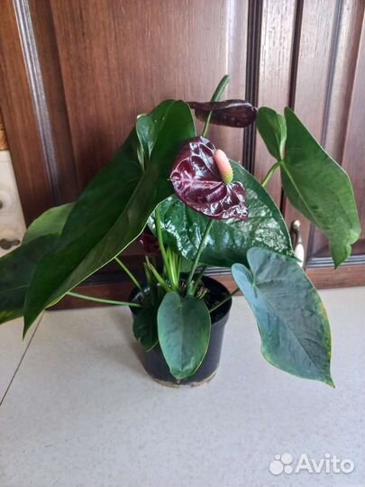 Антуриум блек квин