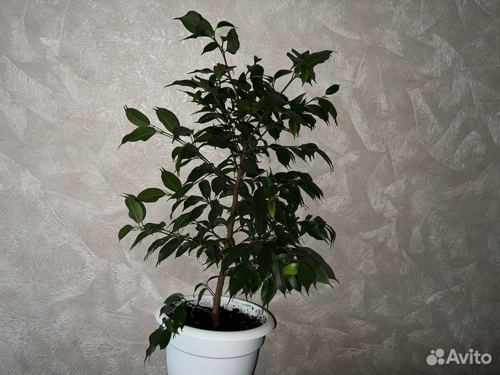 Фикус Бенджамина Наташа