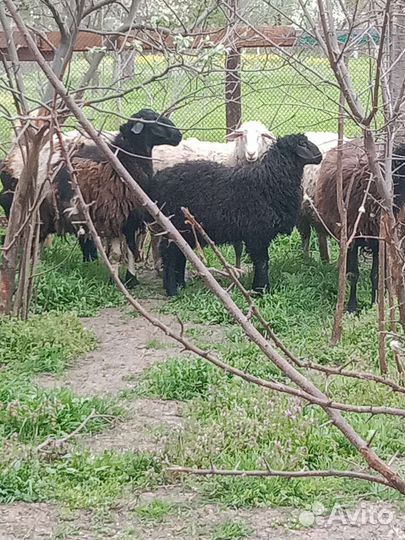 Эдильбаевские бараны овцы
