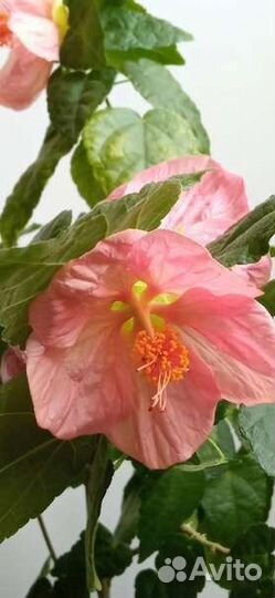 Абутилон семена