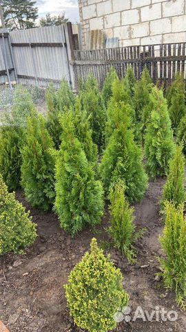 Туя смарагд