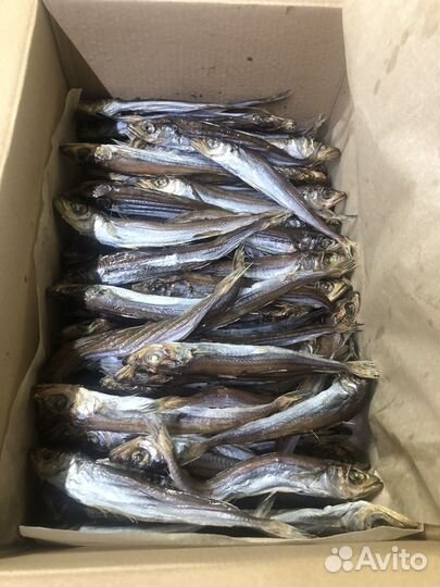 Путассу вяленая оптом