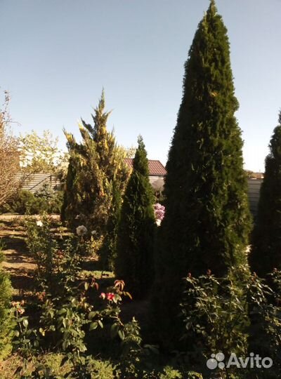 Туя смарагд