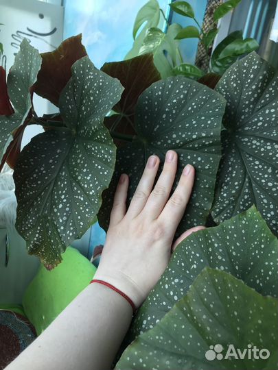 Бегония коралловая