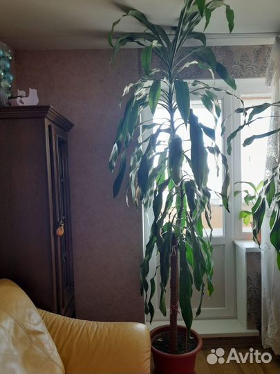 Пальма юкка