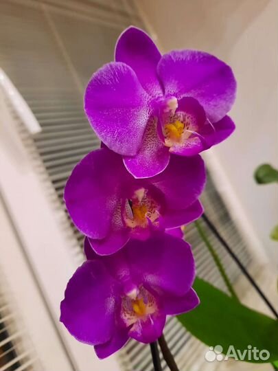 Орхидея фаленопсис