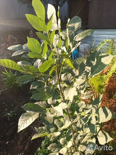 Грецкий орех