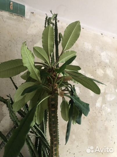 Комнатные цветы 5 шт