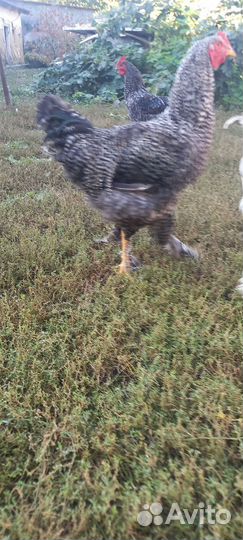 Молодые петухи