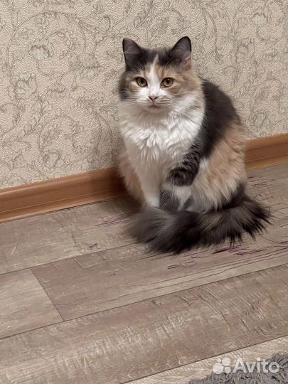 Кошка в дар