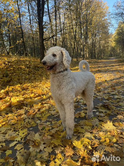 Пудель вязка