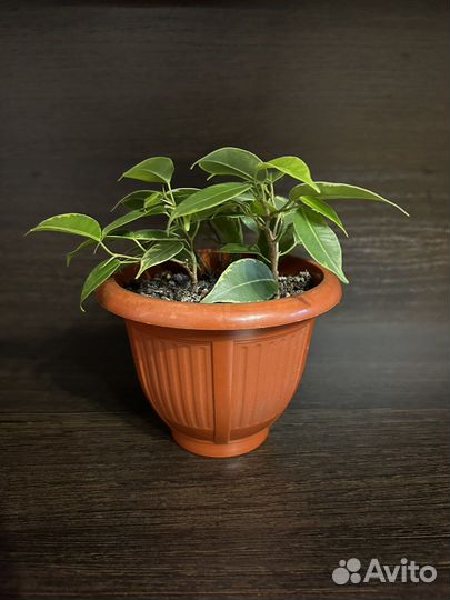 Фикус бенджамина кинки