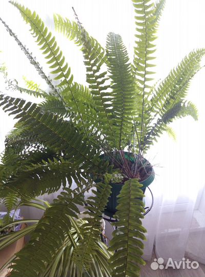 Папоротник комнатный