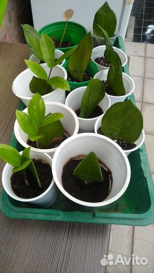 Замиакулькас или долларовое дерево