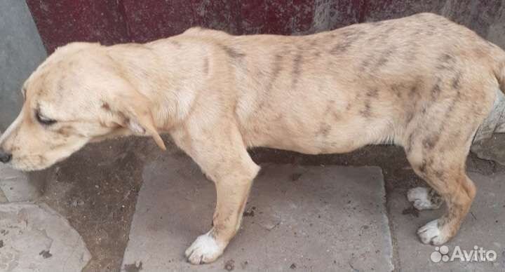 Собака бесплатно в добрые руки