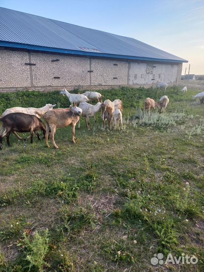 Зааненские, альпийские козы