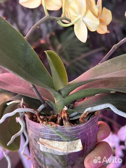 Орхидея фаленопсис