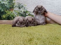 Карликовые мини кролики minilop питомник доставка