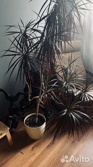 Пальма драцена 160 см с горшком