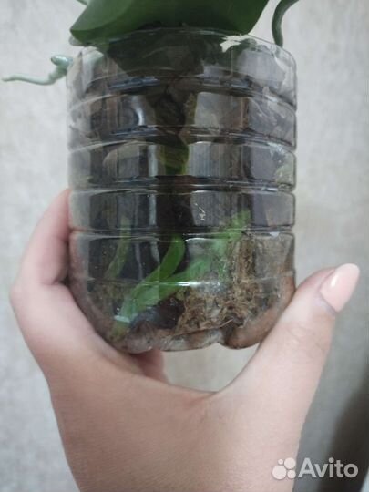 Орхидея фаленопсис Лиодоро арома