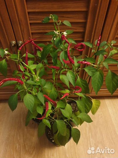 Комнатный перчик острый