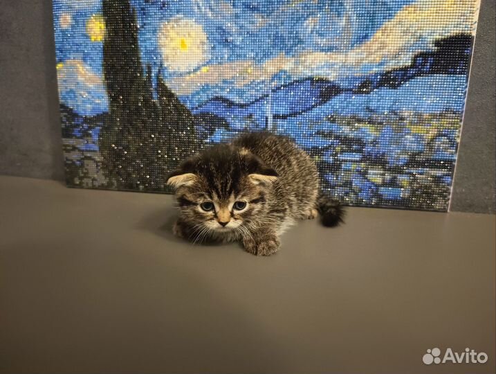 Вислоухие котята
