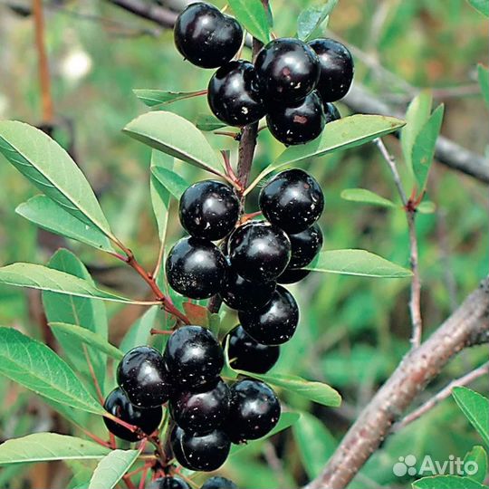 Саженцы вишни из питомника