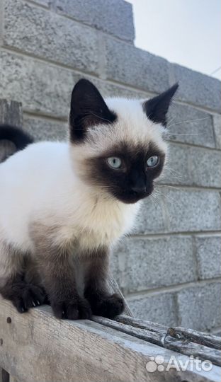 Кошка колор пойнт