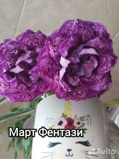 Глоксиния махровая(клубни,детки)