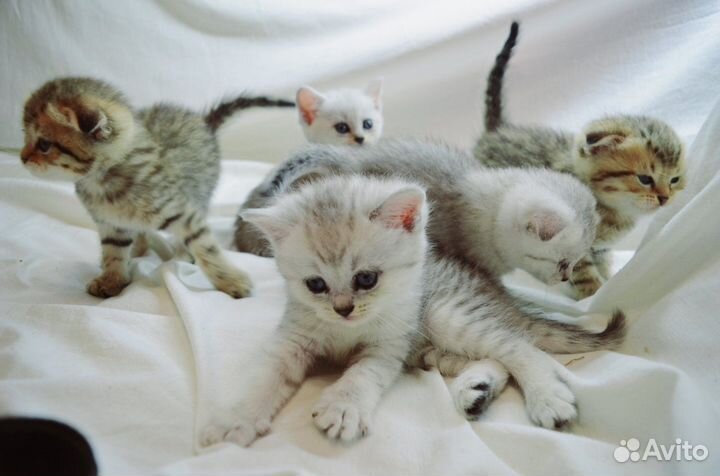 Шотландские котята