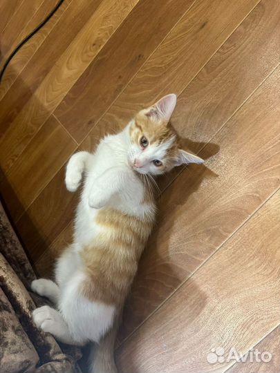 Котик в добрые руки