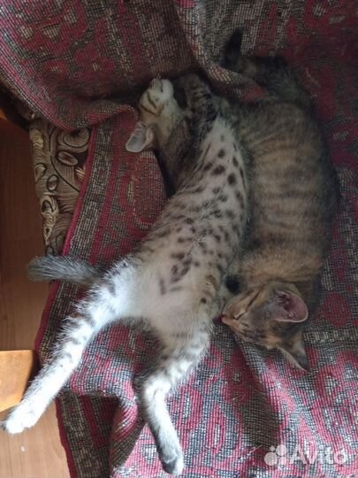 Котята в добрые руки фартовые)