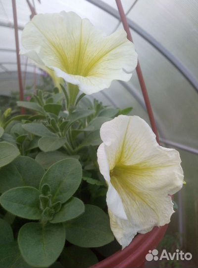 Петунии кустовые крупноцветковые