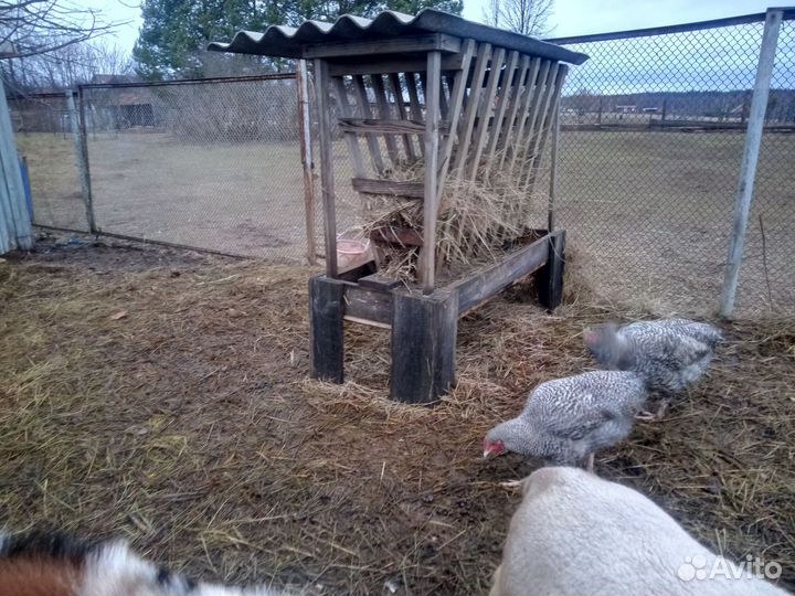 Кормушка для овец коз комбинированная