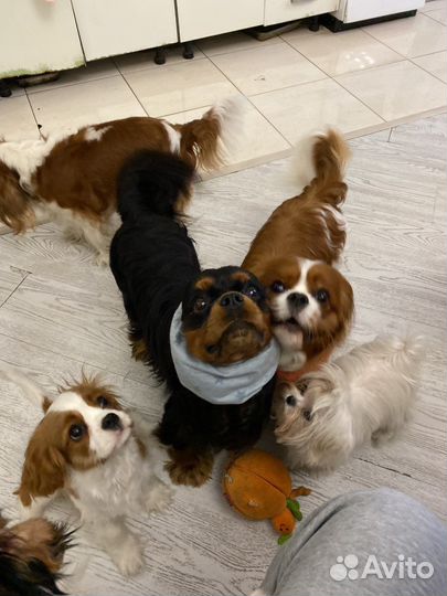 Зооняня/Догситтер/ Передержка для собак