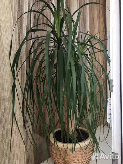 Бокарнея нолина