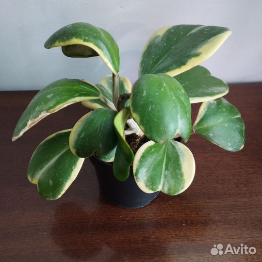 Хойя. Сансиверия