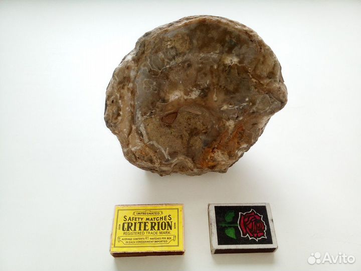 Окаменелая 