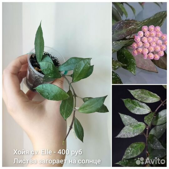 Хойя, разные сорта