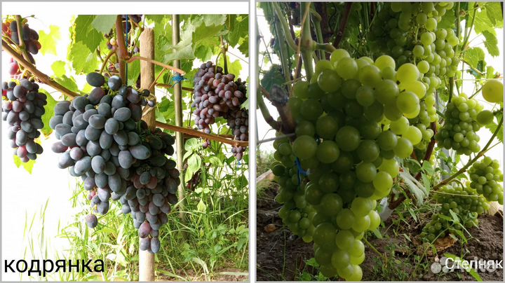 Саженцы винограда