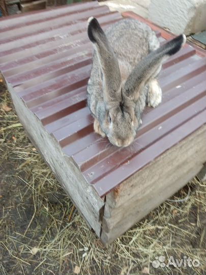 Молодые самцы Фландер