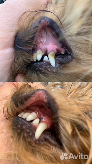 Груминг, чистка зубного камня