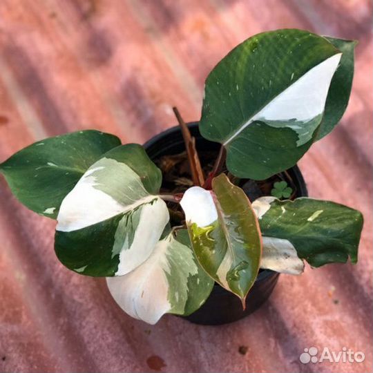 Домашние растения