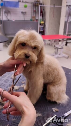 Модели на груминг Бесплатная стрижка собак