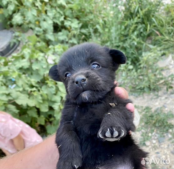 Мимишки от маленькой собачки в дар