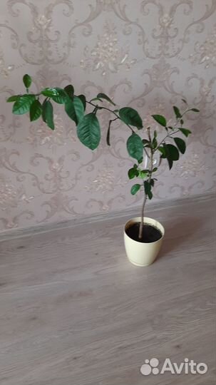 Продам цветы комнатные