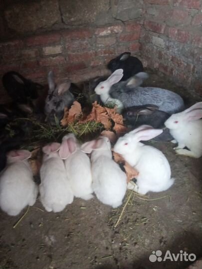 Кролики мясных пород