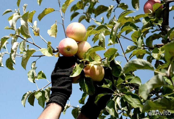 Работник по сборке яблок на сезон